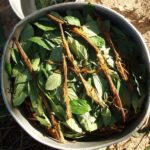Ayahuasca_and_chacruna_cocinando