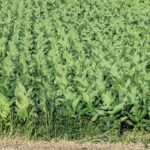 Plantación_de_tabaco._Escaldes-Engordany._Andorra_67