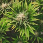 Cannabis
