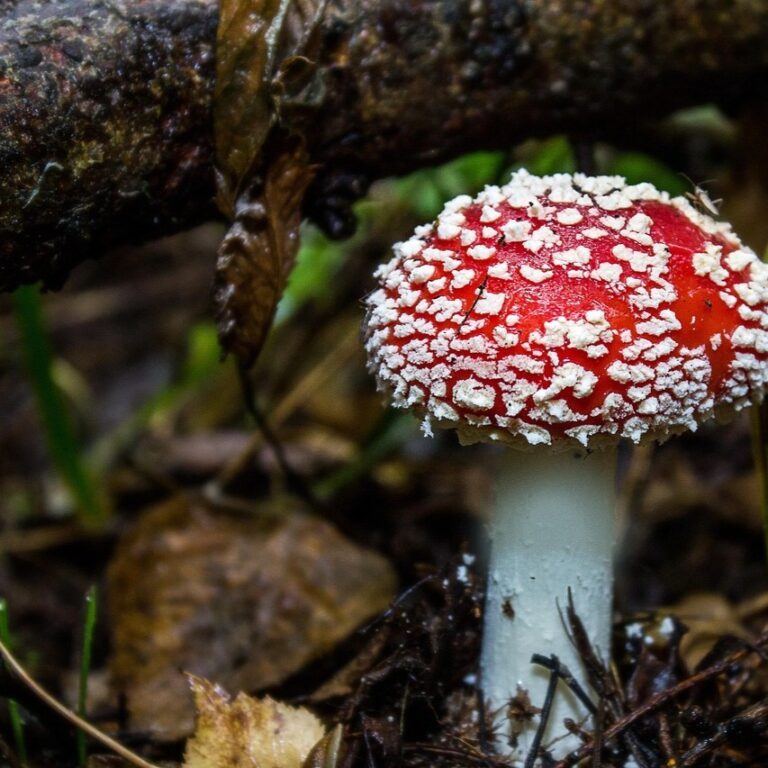 Röd flugsvamp